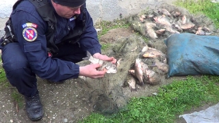Peste 350 kilograme de peşte, confiscate de poliţişti