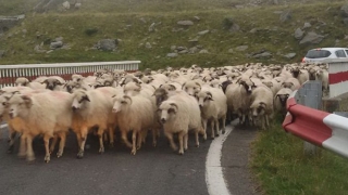 Protest cu oi pe DN1. Crescătorii cer să rezolve problema animalelor sălbatice care coboară în localități