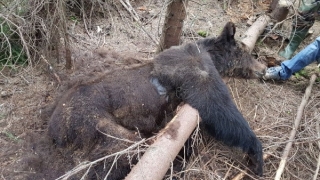 Pui de urs, găsiți morți într-o pădure de lângă Vatra Dornei