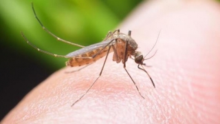 RISC DE EPIDEMIE? Care este situația legată de boala transmisă de țânțari?