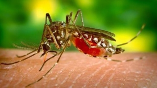 ROMÂNIA: 277 de cazuri de infecție cu virusul West Nile, 42 de DECESE!