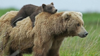 România își scoate urșii la export