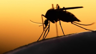 Australian testat pozitiv cu virusul Zika, la întoarcerea din vacanță