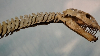 Scandal franco-marocan din pricina scheletului unui dinozaur cu o vechime de 66 milioane de ani