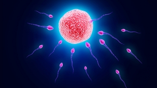Spermatozoizii se întrec, ovulul alege!