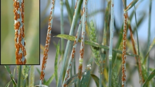 O nouă boală virulentă amenință recoltele de grâu din Europa și Africa de Nord