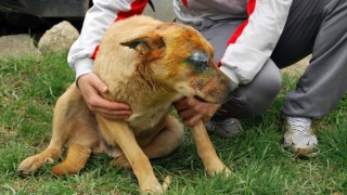 Stop cruzimilor! „În România, când un animal este torturat, lumea se bucură“