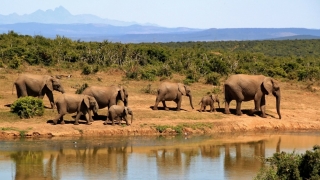 Sute de elefanţi, descoperiţi morţi în Botswana. Cercetătorii nu ştiu încă de ce mor animalele, însă spun că este o situaţie „fără precedent”