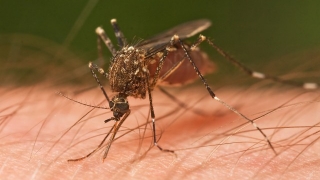 O  nouă maladie transmisă de țânțari a fost identificată în Haiti