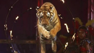 Conducerea Circului Metropolitan, sancţionată după ce au apărut IMAGINI cu tigri ținuți în ninsoare