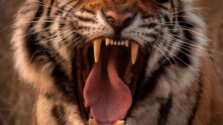 Tigru ''mâncător de oameni'', ucis în India după ce a omorât 9 persoane