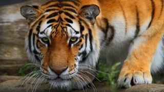 Un tigru a ucis o îngrijitoare la o grădină zoologică din Spania