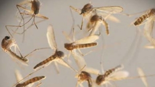 Au fost găsite urme ale virusului Zika la țânțari comuni