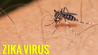 Țânțari purtători ai virusului Zika, detectați în premieră în SUA
