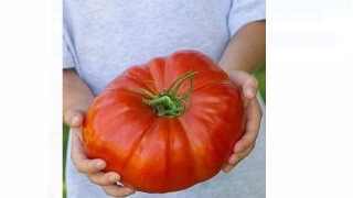 CONCURS! Cea mai mare tomată produsă într-o seră, premiată!