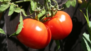 Tomate, ardei iute, mere și fasole boabe din import, găsite cu pesticide