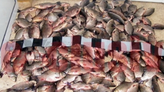 Zeci de tone de peşte, confiscate anul trecut de poliţişti