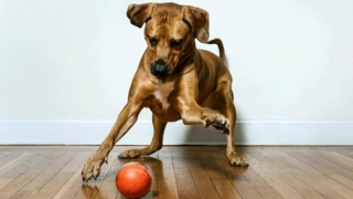 S-a inventat mingea inteligentă pentru câini și pisici