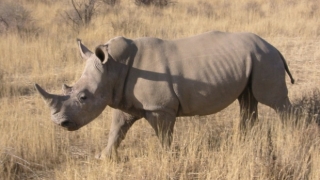 Africa de Sud a legalizat comerțul intern cu coarne de rinocer