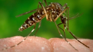 Primul caz de transmitere de la femeie la bărbat a virusului Zika