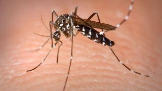 O nouă alertă în cazul infectării cu Zika: transmitere pe cale nesexuală
