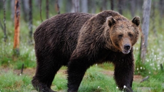 Un turist a fost atacat de urs în județul Prahova