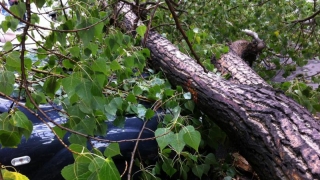 Vântul puternic a doborât un copac în Constanța. Autoritățile au intervenit!