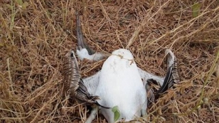 Victimele furtunii! Opt pelicani comuni au murit!