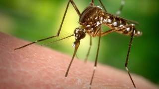 Primul deces cauzat de infecția cu virusul Zika!