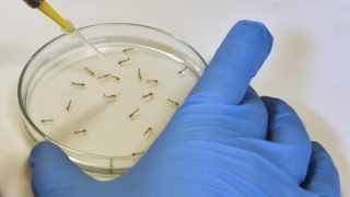 Infecția cu Zika, transmisă de femelele de țânțari descendenților