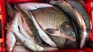 Incerca să vândă pește în mod ilegal și a fost prinsă