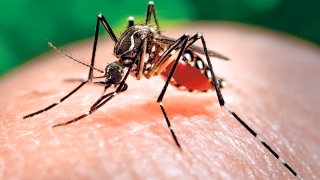 Două persoane contaminate cu virusul Zika au fost depistate în Elveția
