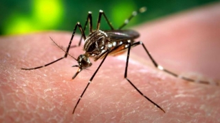 Cinci cazuri de febră Zika, înregistrate în Germania