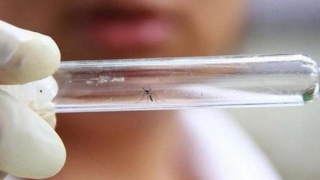 A fost confirmat un al doilea caz de infectare cu Zika pe Insula Reunion