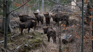 Munții Făgăraș vor avea 58 de zimbri în această primăvară