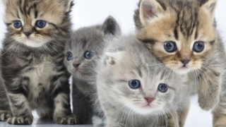 8 august, Ziua Internaţională a Pisicii. Celebrităţi Miau din social-media