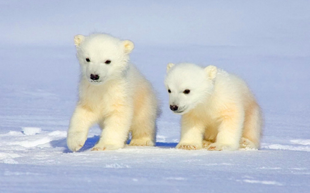 Ziua Internaţională a ursului polar
