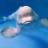O balenă beluga a ajuns în râul Sena