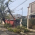 Primăria Constanța: Peste 1.000 de copaci au fost înclinați sau rupți în urma furtunilor recente