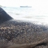 Cel puţin trei mii de delfini au murit în Marea Neagră din cauza războiului