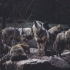 Lupii ar putea fi aduși să vâneze șacalii, ale căror atacuri sunt tot mai frecvente în Dobrogea
