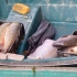 200 de kilograme de pește descoperite de polițiștii Gărzii de Coastă