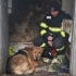 Pompierii constănțeni l-au salvat pe Nero, un câine căzut într-o fântână
