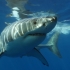 Un rechin albastru a stârnit panică în largul coastei franceze