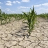 Ministrul Mediului: Peste 70% din țară, afectată de diverse faze ale secetei