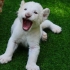 Medicii veterinari din Grecia se luptă pentru viaţa unui pui de tigru alb