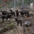 Munții Făgăraș vor avea 58 de zimbri în această primăvară
